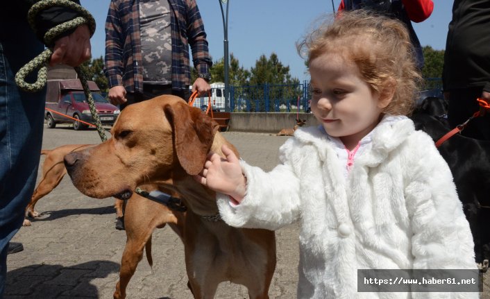 Uluslararası Köpek Güzellik Yarışması, renkli görüntülere sahne oldu