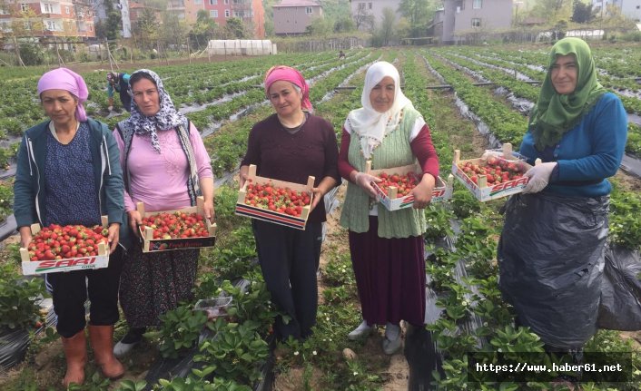 Ordu’da çilek hasadı başladı