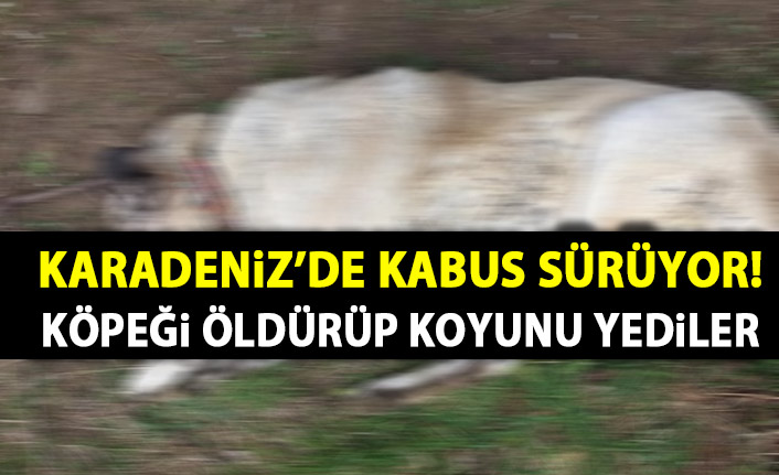 Ayılar köpeği öldürüp koyunu yediler!