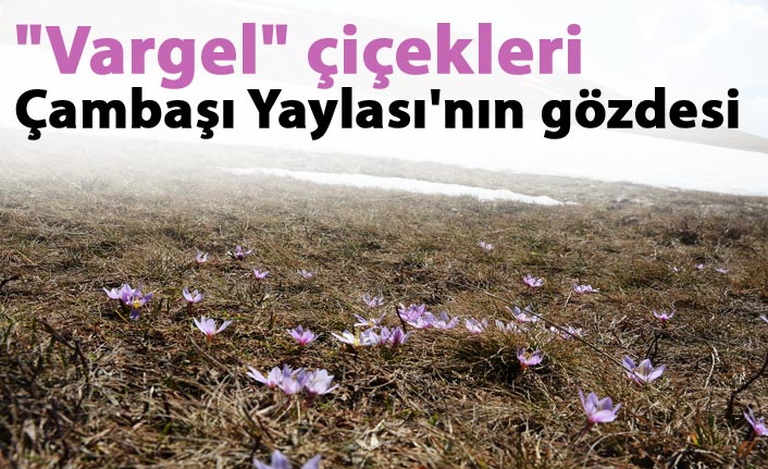 "Vargel" çiçekleri Çambaşı Yaylası'nın gözdesi