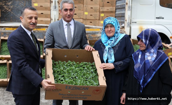 Gümüşhane’de çiftçilere 145 bin adet domates ve salatalık fidesi dağıtıldı 