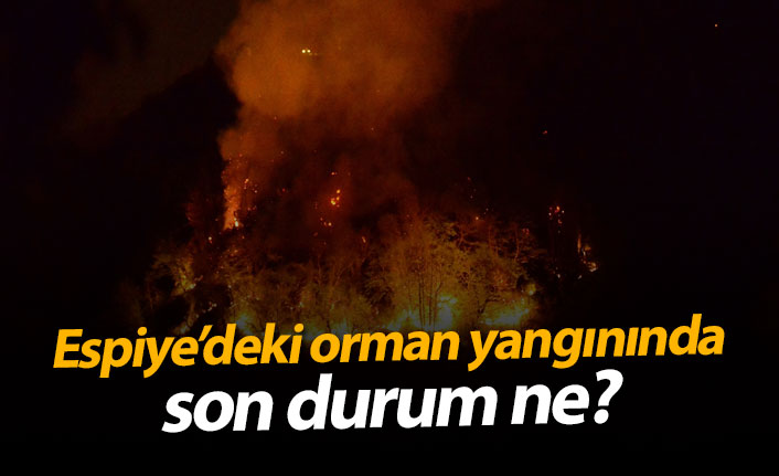 Espiye'deki orman yangınında son durum ne?