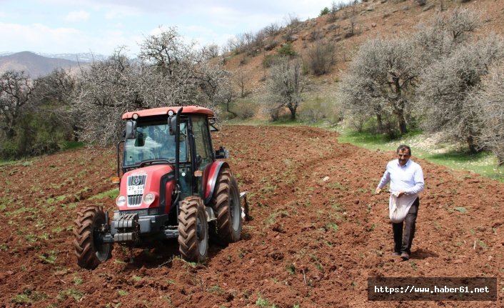 Kuşlar aç kalmasın diye tarlaları ekiyorlar 