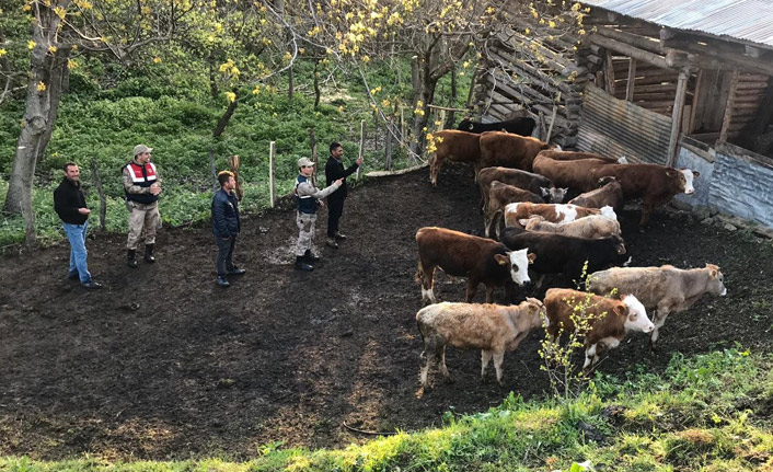 Kaybolan hayvanları jandarma buldu