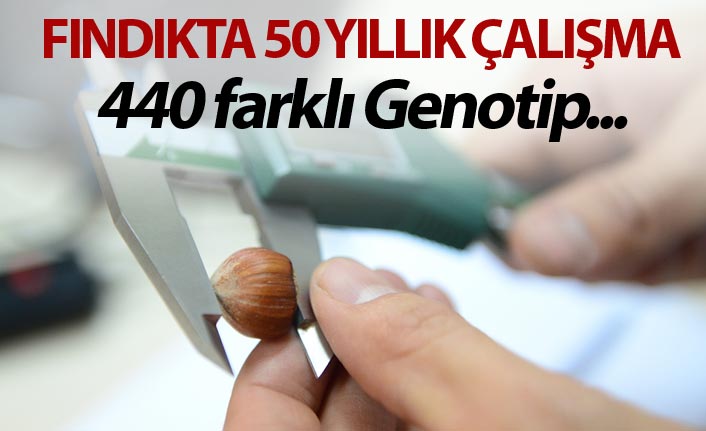 Fındık üzerinde 50 yıllık çalışma - 440 farklı Genotip...