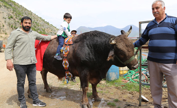 Bu çiftlikte milyonluk boğalar yetiştiriliyor