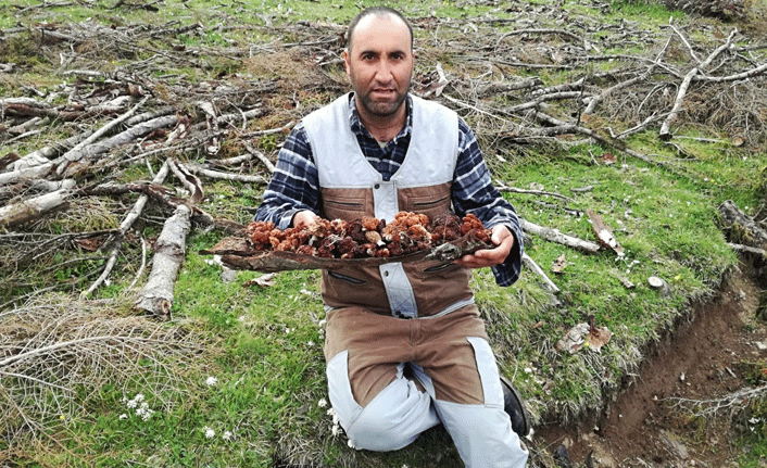 Ordu'da kuzugöbeği mevsimi başladı