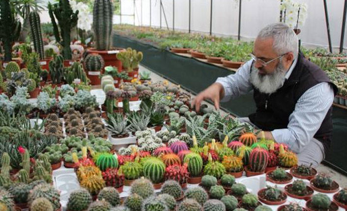 Serada 500 çeşit kaktüs yetiştiriyor