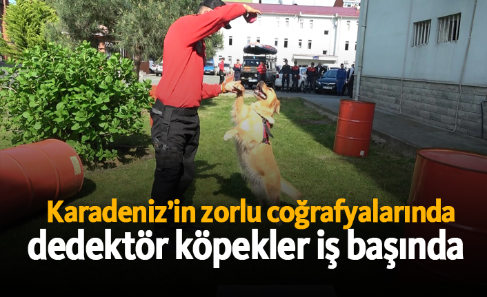 Karadeniz’in zorlu coğrafyalarında dedektör köpekler iş başında