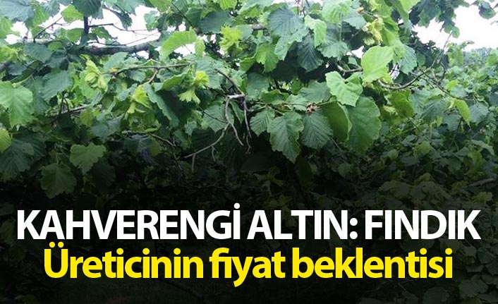 Kahverengi altın: Fındık