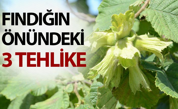 Fındığın önündeki 3 tehlike