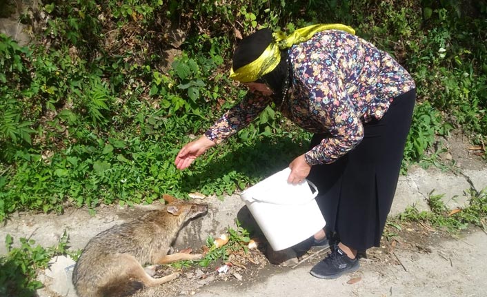 Kazada yaralanan çakal, tedaviye alındı