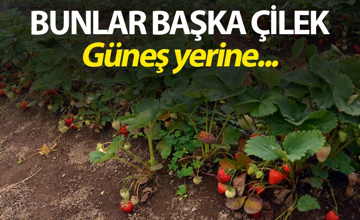 Bunlar başka çilek - Güneş yerine...