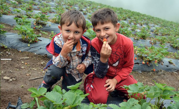 Yayla çilekleri toplanmaya başlandı