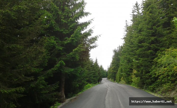 Ordu'da yaylalar birleşiyor