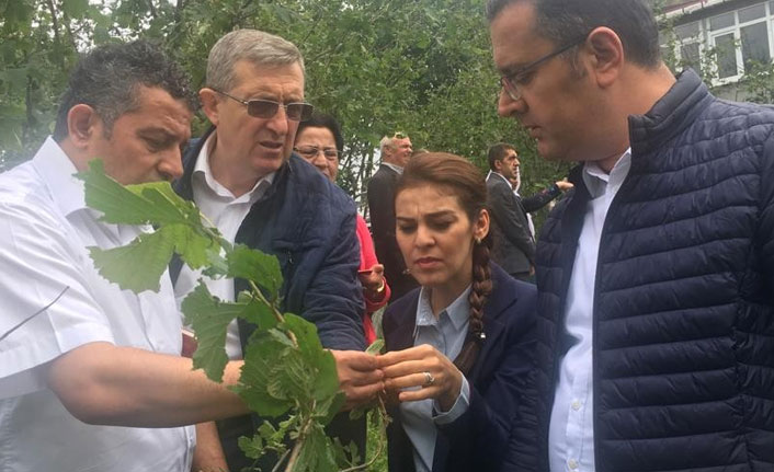 Ordu'da dolu hasarı tespit ediliyor