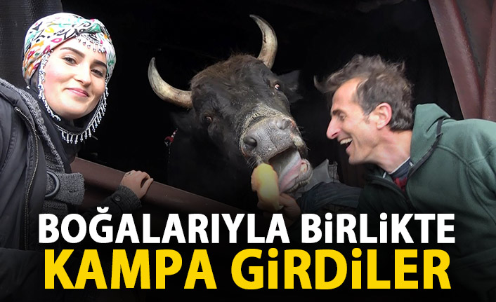 Güreşler öncesi boğalarıyla bebarer kampa girdiler