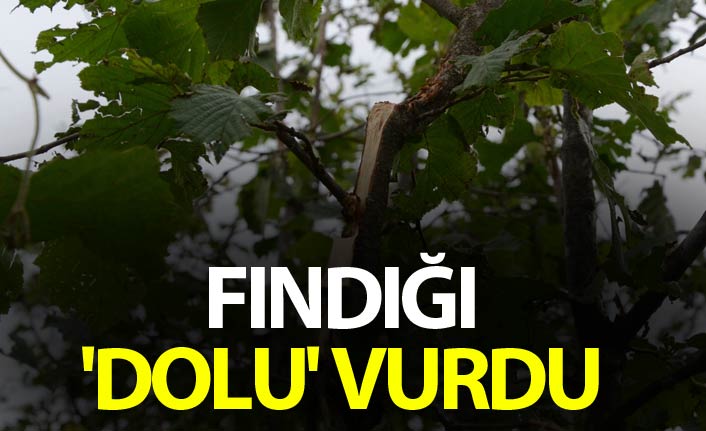 Fındığı 'dolu' vurdu