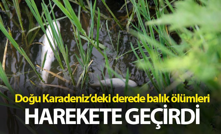 Doğu Karadeniz'deki derede balık ölümleri harekete geçirdi