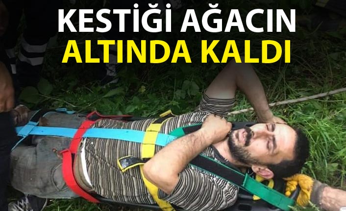 Kestiği ağacın altında kaldı