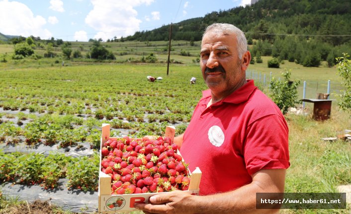 Gümüşhane’de çilek hasadı başladı