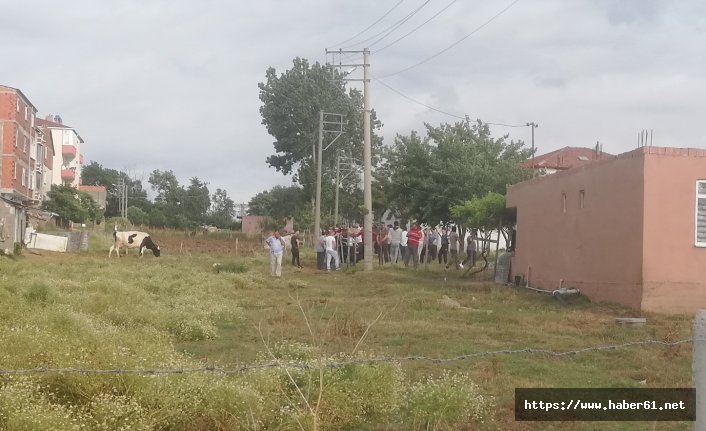  Dedektif muhtar çalıntı inekleri buldu