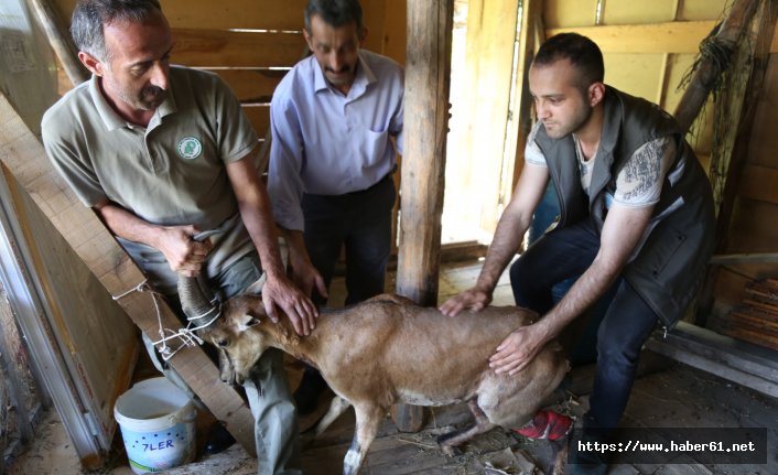 Köpeklerin saldırdığı keçiyi güvenlik görevlisi kurtardı