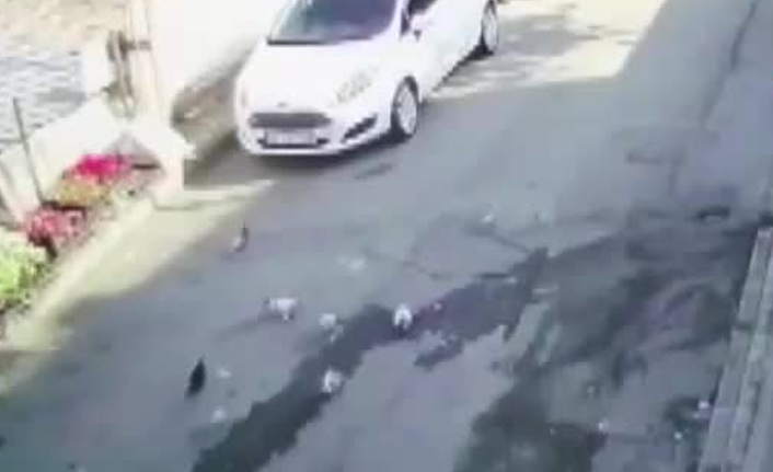 Cani şahıs komşusunun kuşlarını böyle ezdi!