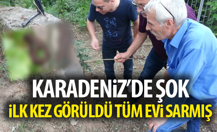 Karadeniz'de şok! İlk kez görüldü!