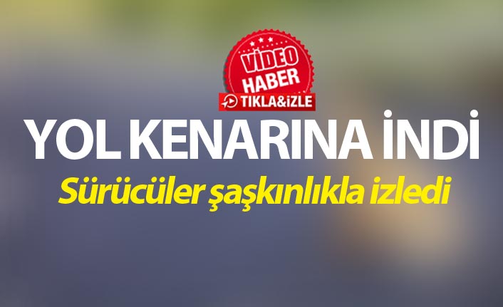 Yol kenarına inen tilki ilgi odağı oldu