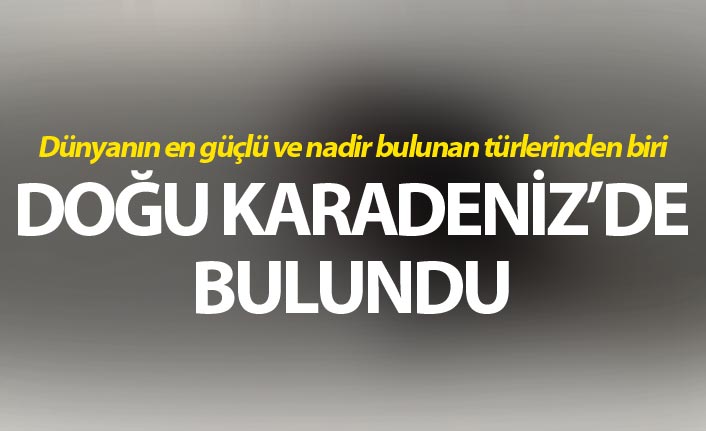 Ordu'da gergedan böceği bulundu