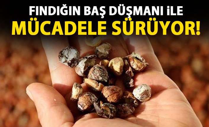  Fındığın baş düşmanı hedefte 