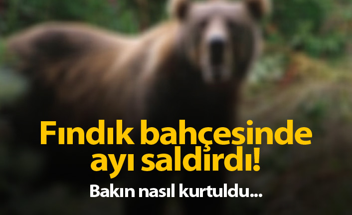 Fındık bahçesinde ayı saldırdı