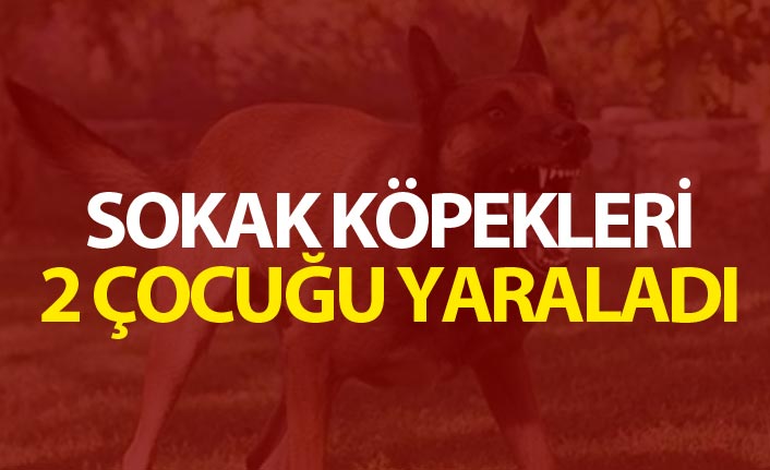 Sokak köpekleri 2 çocuğu yaraladı