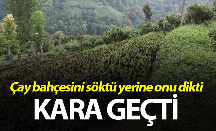 Bahçesindeki çayı söküp yerine onu dikti kara geçti