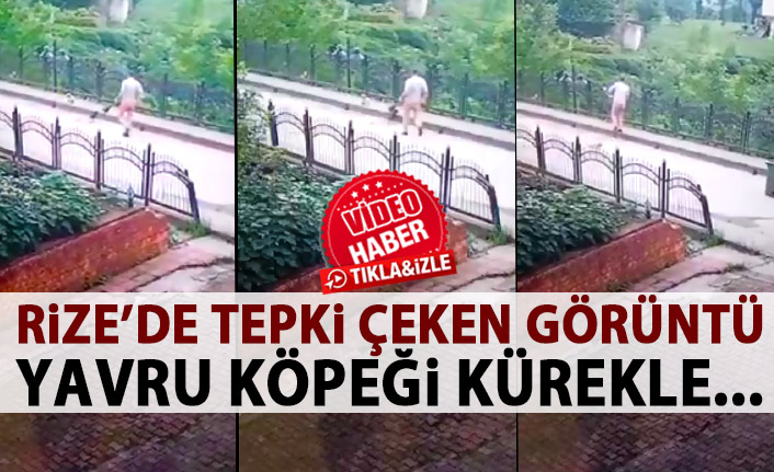 Yavru köpeği kürekle dereye attı!