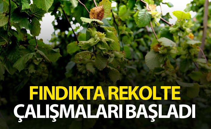 Fındıkta rekolte çalışmaları başladı