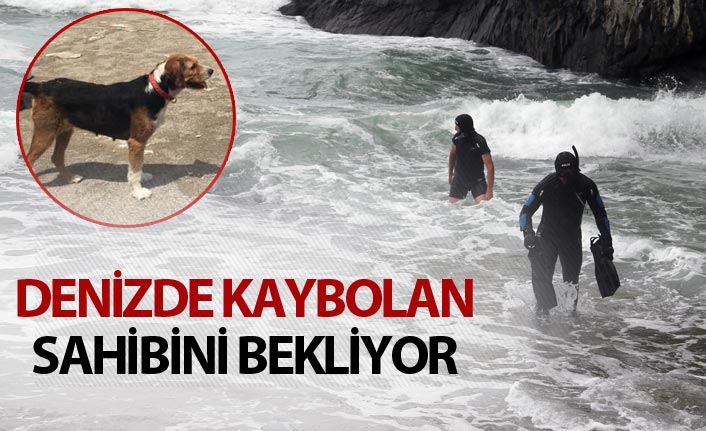 Kayıp öğretmenin köpeği sahilde sahibini bekliyor