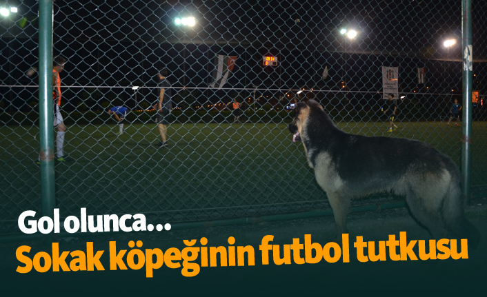 Sokak köpeğinin futbol tutkusu!