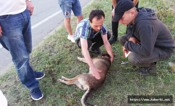 Çartptığı köpeği alıp veterinere götürdü