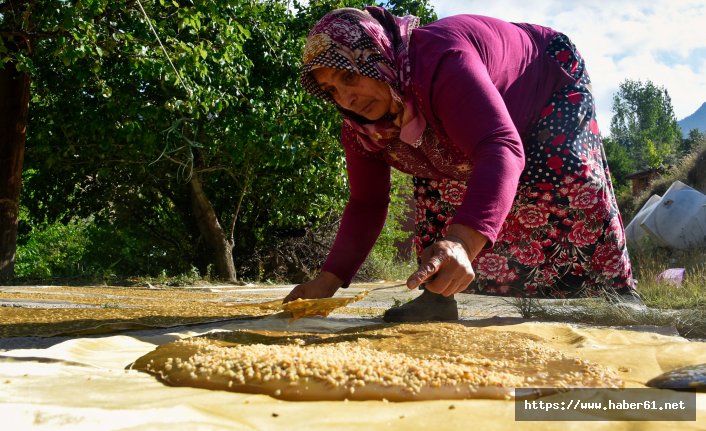 Gümüşhane'de 2 aylık pestil mesaisi başladı