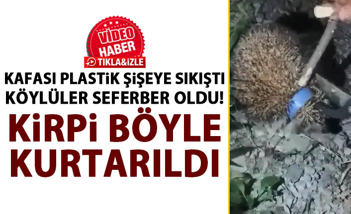 Kafası plastik şişe kapağına sıkışan kirpi kurtarıldı