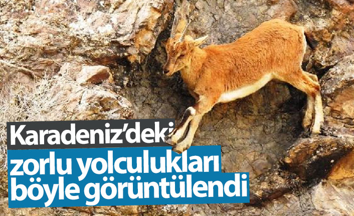 Yaban keçilerinin Karadeniz'deki zorlu yolculuğu böyle görüntülendi