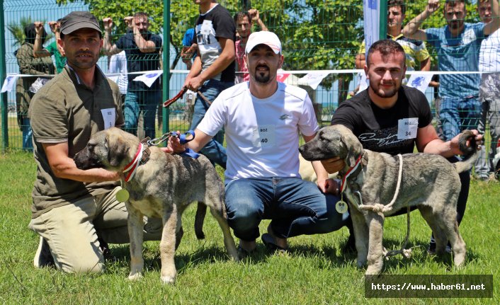 Köpek güzellik yarışması düzenlendi