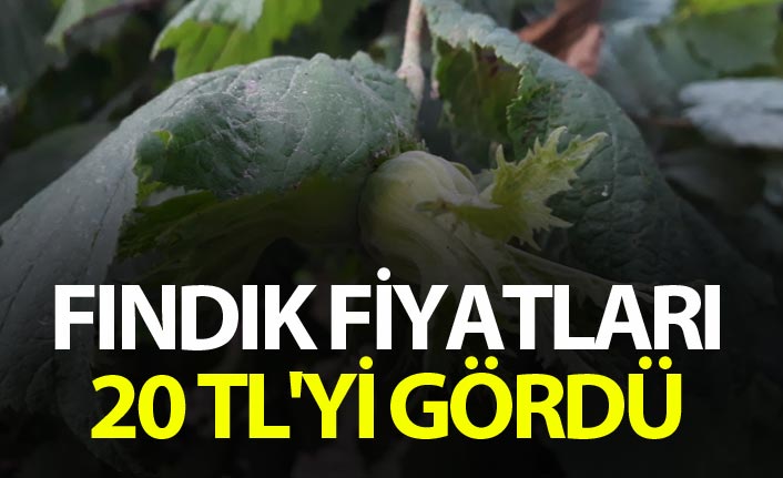 Yeni sezon öncesi Fındık Fiyatları 20 TL'yi gördü