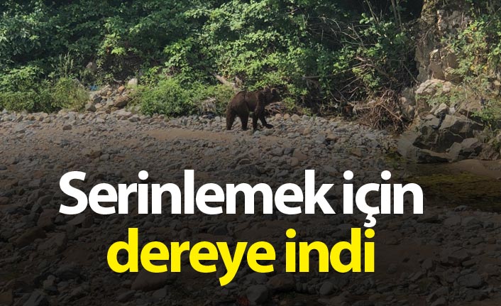 Serinlemek için dereye inen ayı korkuttu