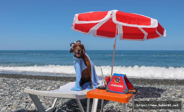 Narkotik köpeği Vuslat'ın emeklilik keyfi 