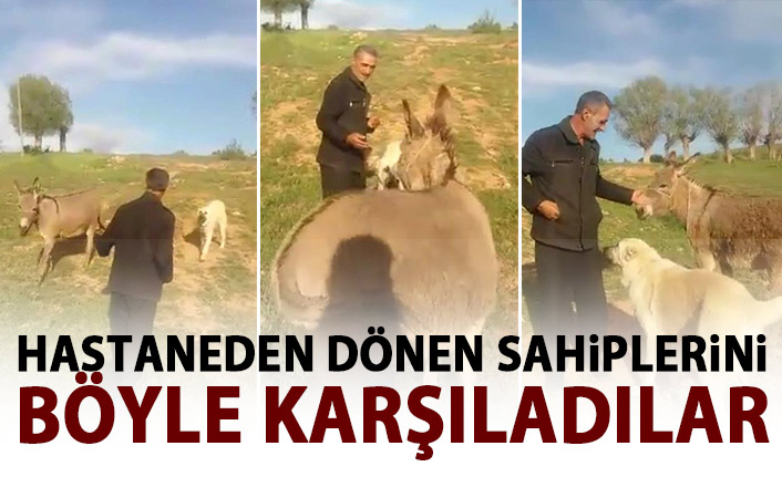 Hastaneden dönen sahiplerini hayvanları böyle karşıladı!