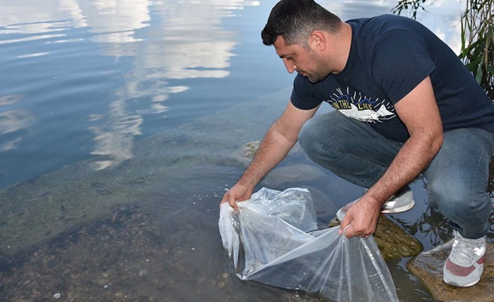 30 bin sazan yavrusu Gaga Gölü'ne bırakıldı