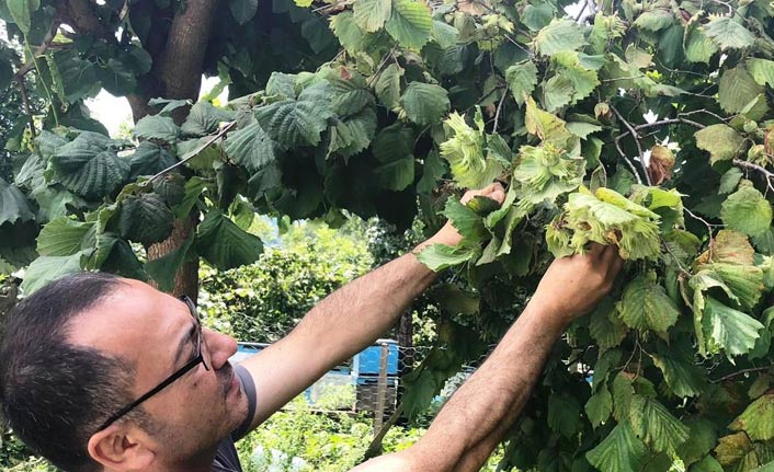 Üreticinin fındık fiyatı beklentisi ne kadar?